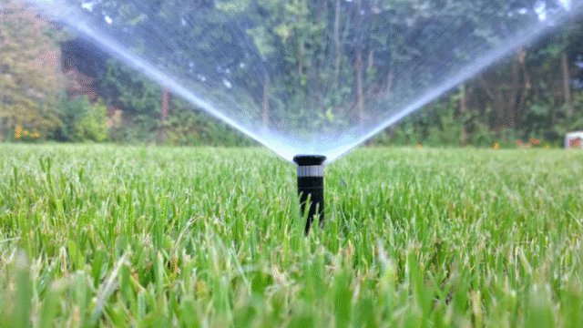 Choosing the Right Grass for Your Texas Lawn